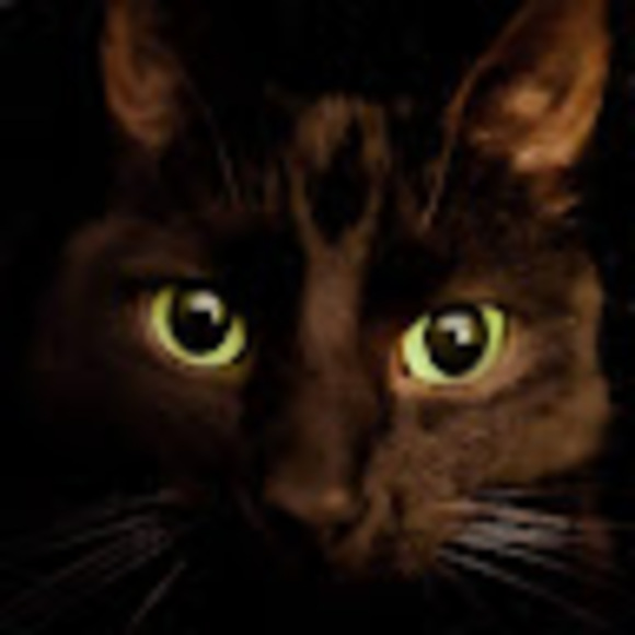 Meet your Posher, Coty - Picture 1 of 1